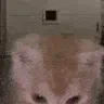 auracat