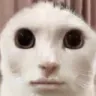 catman