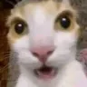 catwoah
