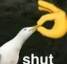 shut