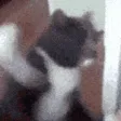 zCatFigh