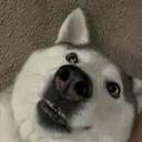 stupidasfdog