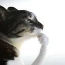 thinkingcat