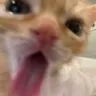 lick lick