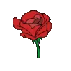 COF_rose_red