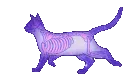 Skelecat