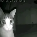 uh