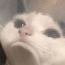 2cat_sad 2cat_sad