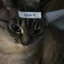 gaycat