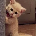 peek
