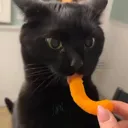 sillyillcheesepuff