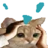 catPanic catPanic