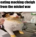michealwave