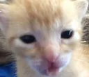 uhhcat