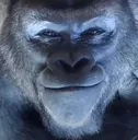 6_gorrillasmirk