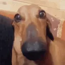 yourballssmell yourballssmell