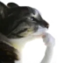 cat_thinking