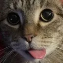 CE_blep7