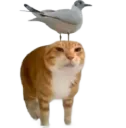 seriouscar