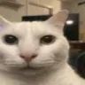 cannycat