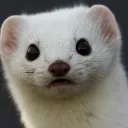 ferret