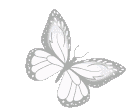 ButterflyWhite