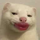 cuntyferret