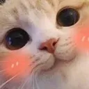 angelCCblushcat