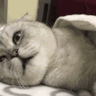 angelCCturncat