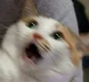 nani_cat333