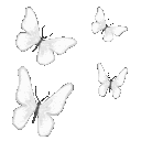 fireflys