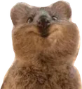 :Quokka: