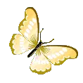 80906yellowbutterfly
