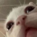 catnose catnose