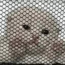 catjail catjail