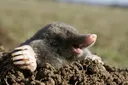 mole