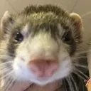 ferretstare