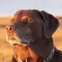 zendog