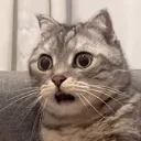 shocked_cat