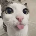 silly_cat
