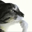 pondering