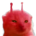 rorp