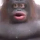 HelloBolo