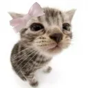 bowkitty