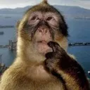 MonkeyHmm