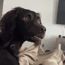 dawggydawg
