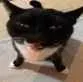 idiot