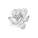whitegothrose