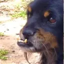 mydog mydog