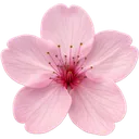 pinkflwr2